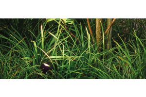 Spots Algemeen Sfeer – LED verlichting. Spots Algemeen Sfeer