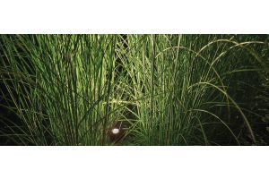 Spots Algemeen Sfeer – LED verlichting. Spots Algemeen Sfeer